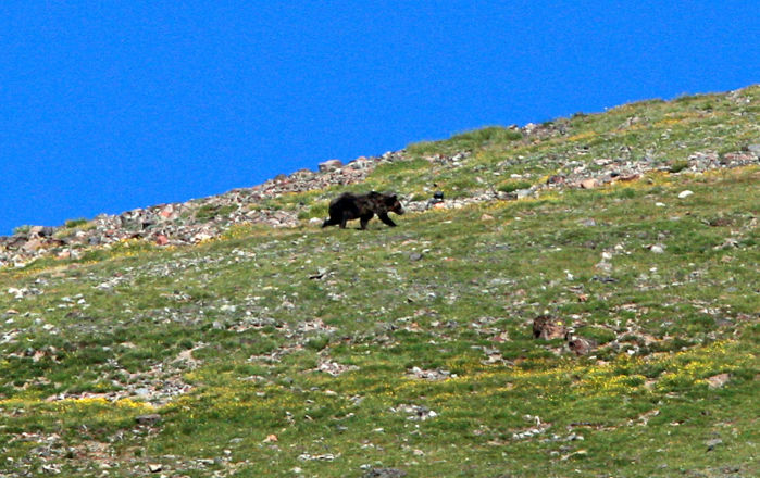 Grizzly Moth Site